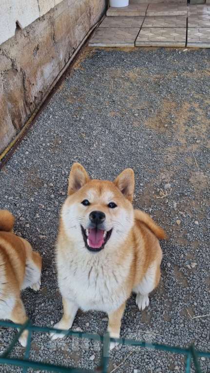 Собаки в Симферополе: Подросток сиба ину Мальчик, Бесплатно - фото 5