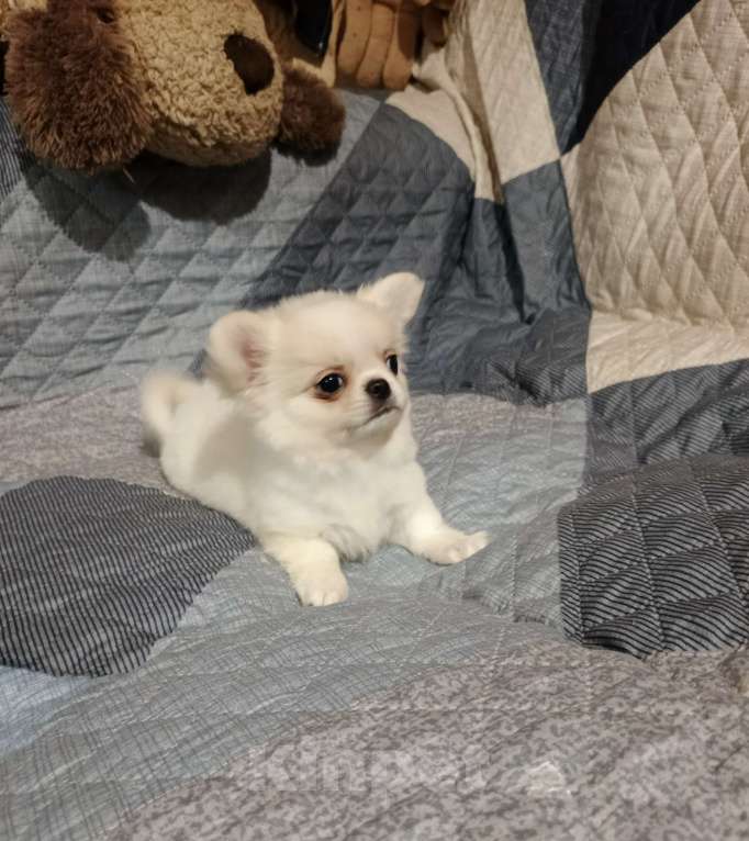 Собаки в Курске: Мальчик чихуахуа Мальчик, 25 000 руб. - фото 1