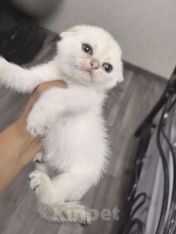 Кошки в Краснодаре: Серебристая шиншилла Девочка, 12 000 руб. - фото 4