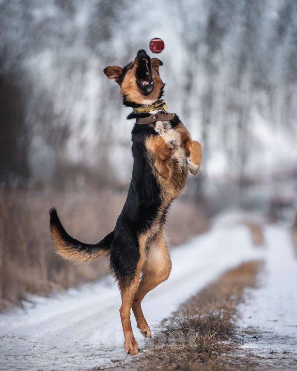 Собаки в Дзержинском: Умный пес Дружок в добре руки Мальчик, Бесплатно - фото 3