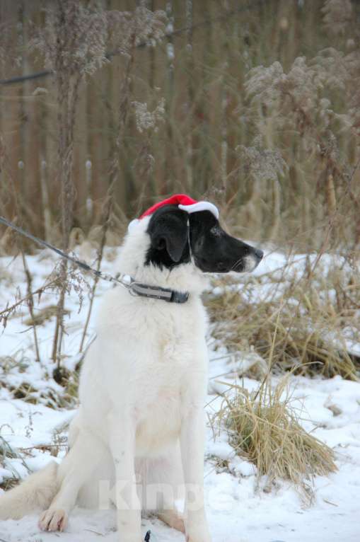 Собаки в Москве: Славный щенок Сара в добрые руки Девочка, Бесплатно - фото 5