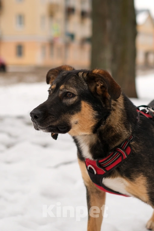Собаки в Санкт-Петербурге: Сальма из приюта в добрые руки Девочка, Бесплатно - фото 6