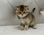 Кошки в Люберцах: Британский котенок Девочка, 20 000 руб. - фото 2