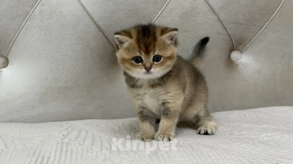 Кошки в Люберцах: Британский котенок Девочка, 20 000 руб. - фото 2