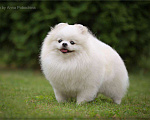 Собаки в Москве: Белый померанский шпиц кобель для вязки. Продажа его щенков Мальчик, 15 000 руб. - фото 1