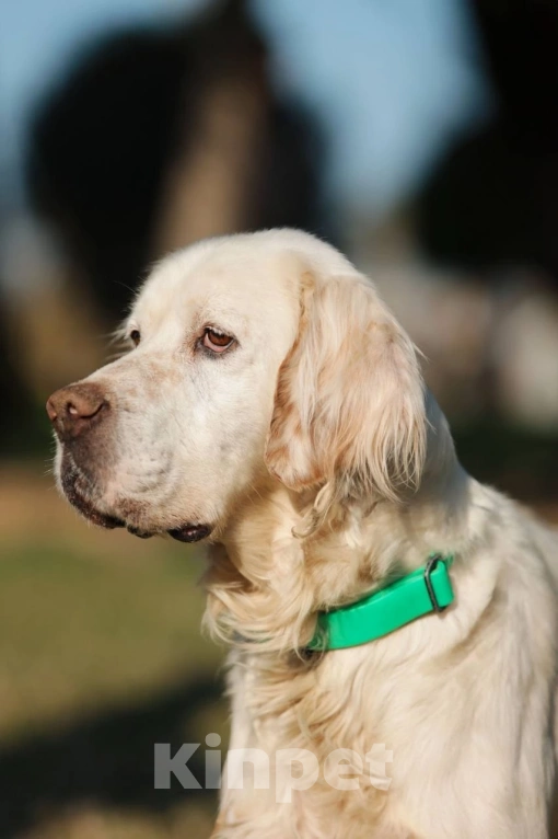 Собаки в Москве: Лео - конопатый ангел ищет семью  Мальчик, 1 000 руб. - фото 2