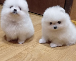 Собаки в Москве: Белая помераночка с короткой мордочкой и отличной шерстью Девочка, 80 000 руб. - фото 2