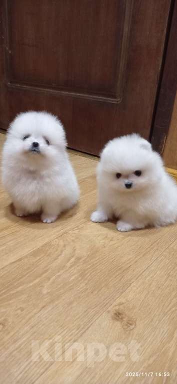 Собаки в Москве: Белая помераночка с короткой мордочкой и отличной шерстью Девочка, 80 000 руб. - фото 2