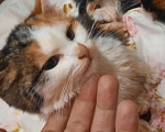 Кошки в Балашихе: Котята в добрые руки Девочка, 1 руб. - фото 3