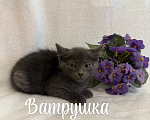 Кошки в Санкт-Петербурге: Котенок Ватрушка Девочка, Бесплатно - фото 4