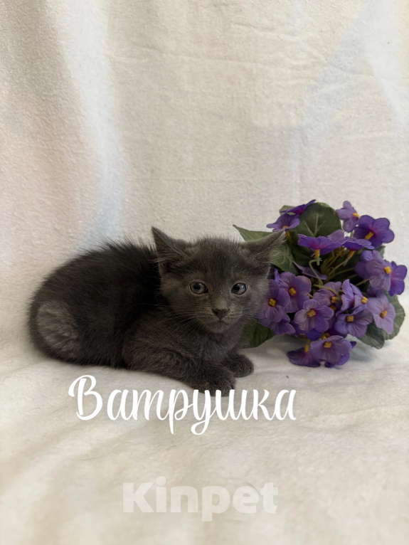 Кошки в Санкт-Петербурге: Котенок Ватрушка Девочка, Бесплатно - фото 4