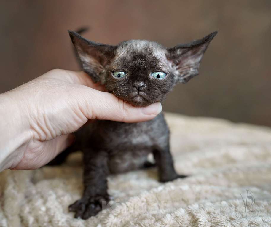 Кошки в Москве: Девон-рекс черная Девочка Девочка, Бесплатно - фото 3