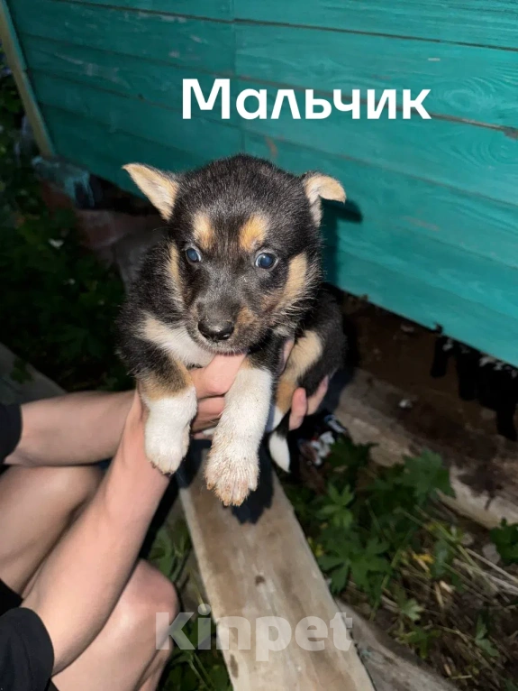 Собаки в Казани: Щенки в добрые руки Разнополые, Бесплатно - фото 3