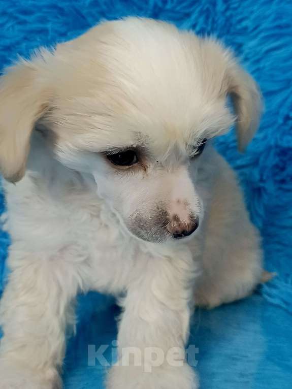 Собаки в Санкт-Петербурге: Белый медвежонок  Мальчик, 20 000 руб. - фото 1