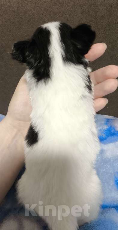 Собаки в Ельце: Папийон мальчик триколор Мальчик, 45 000 руб. - фото 3