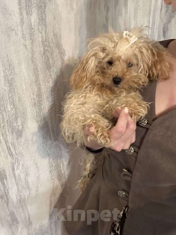 Собаки в Москве: Девочка взрослая Девочка, 350 000 руб. - фото 4