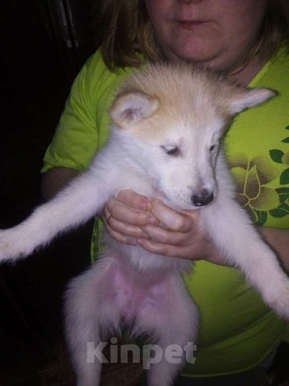 Собаки в Твери: Отдам щенят в добрые руки Девочка, 1 руб. - фото 5