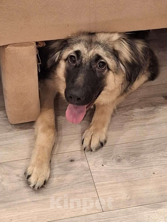 Собаки в Архангельске: Отдадим привитую и с паспортом дворняжку Девочка, Бесплатно - фото 4