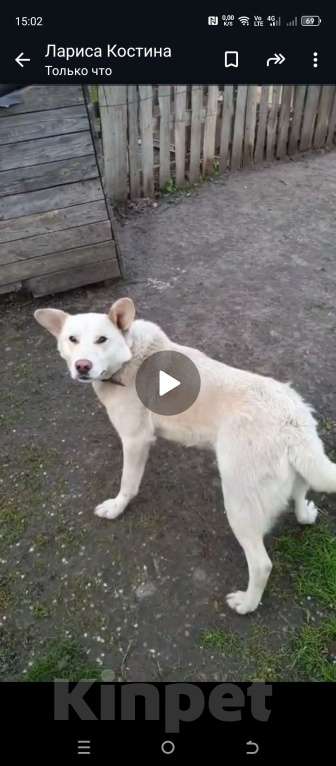 Собаки в других городах Воронежской области: Собака ищет новых хозяев Мальчик, Бесплатно - фото 1