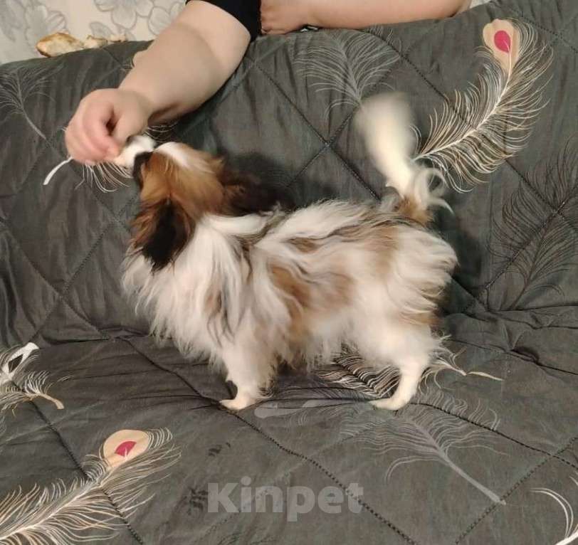 Собаки в Анапе: континентальный той спаниель Мальчик, Бесплатно - фото 2