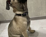 Собаки в Тюмени: Продам щенка Мопса Девочка, 16 000 руб. - фото 3