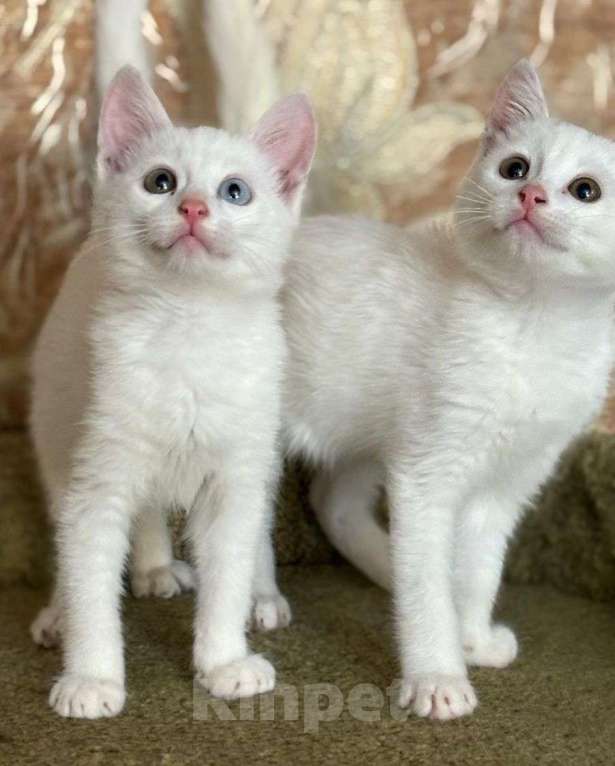 Кошки в Москве: Разноглазый котенок в дар Мальчик, Бесплатно - фото 2