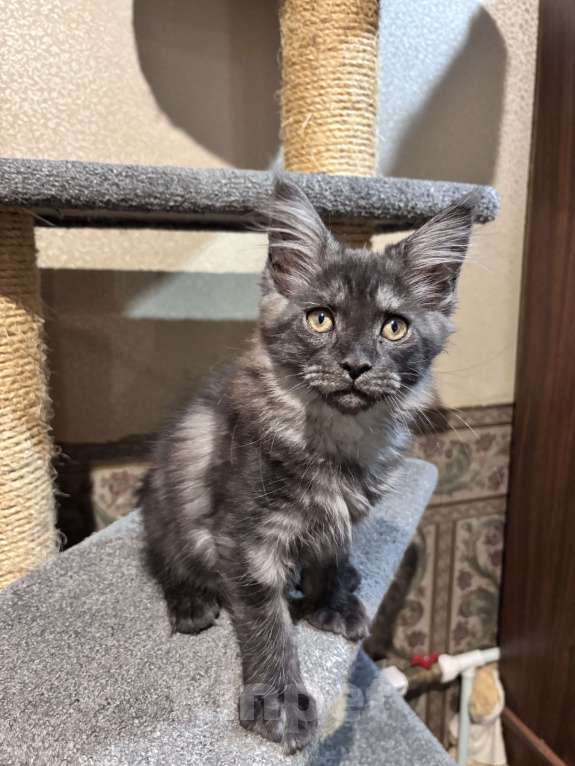 Кошки в Петергофе: Девулечка куночка  Девочка, 50 000 руб. - фото 5