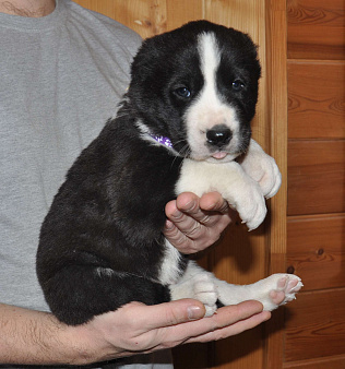 Щенки алабая (среднеазиатской овчарки)