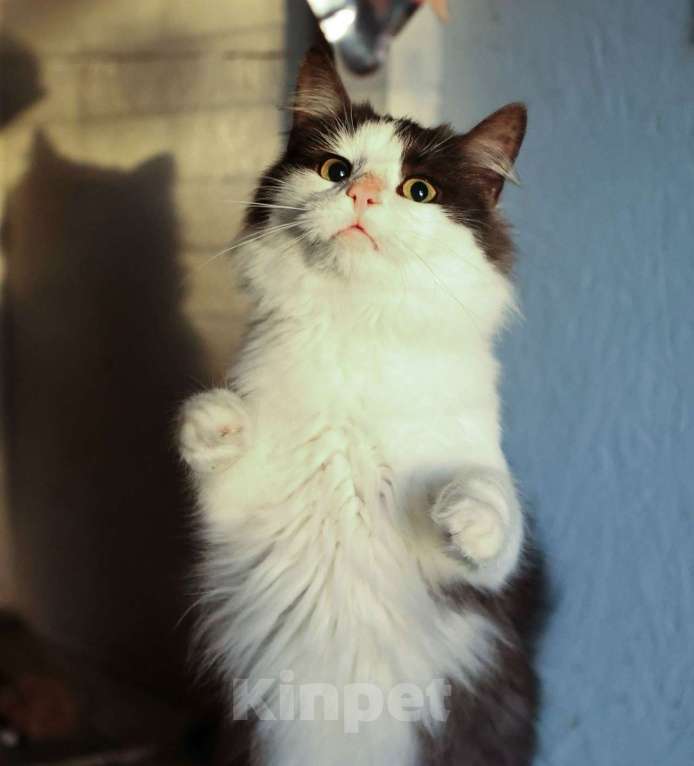 Кошки в других городах Московской области: Томик ищет дом Мальчик, Бесплатно - фото 4