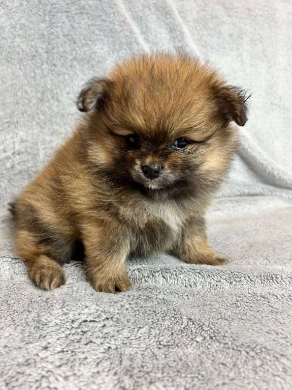 Собаки в Люберцах: Померанский шпиц, щенок Мальчик, 35 000 руб. - фото 1