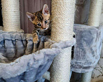 Кошки в Кудымкаре: Бенгальские котята, 20 000 руб. - фото 2