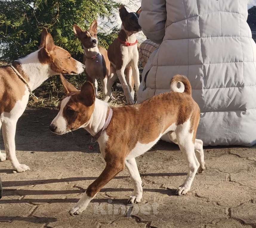 Собаки в Электроуглях: Продажа щенков басенджи Девочка, 40 000 руб. - фото 7