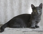 Кошки в Челябинске: Котик Мальчик, Бесплатно - фото 1