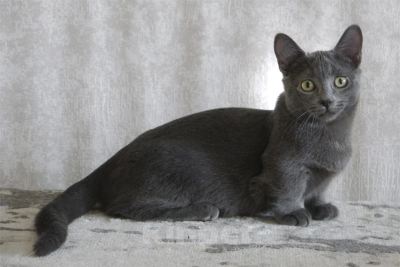 Кошки в Челябинске: Котик Мальчик, Бесплатно - фото 1