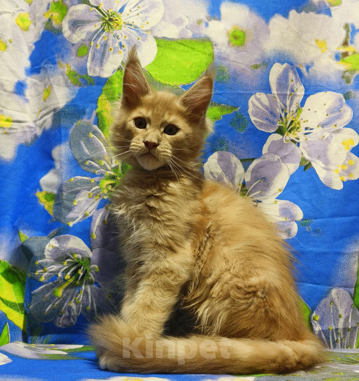 Кошки в Москве: Мейн-Кун Мальчик Мальчик, 70 000 руб. - фото 7