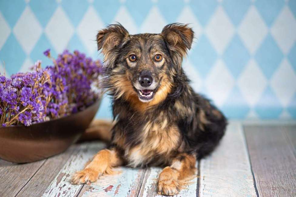 Собаки в Москве: Маленькая пушистая собачка-инвалид Лёля в приюте в добрые руки Девочка, 1 руб. - фото 2