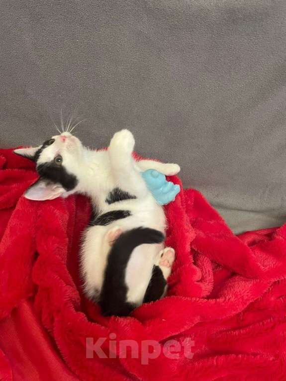 Кошки в Санкт-Петербурге: Фантастический малыш Кирюша Мальчик, Бесплатно - фото 4