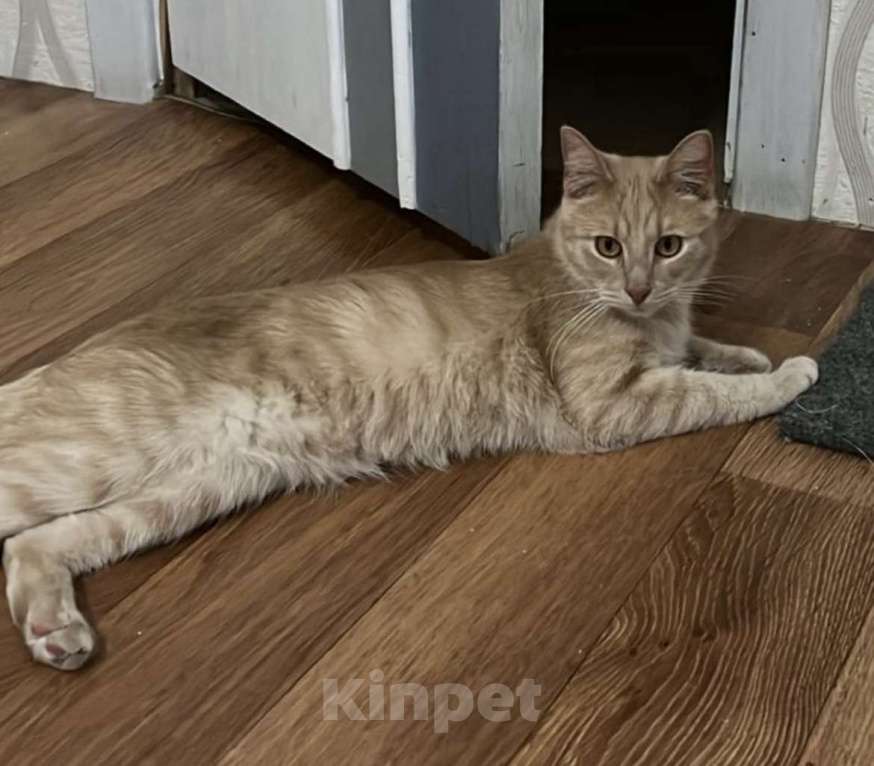 Кошки в Санкт-Петербурге: Пропал Кот Мальчик, Бесплатно - фото 1