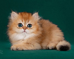 Кошки в Москве: Британская золотая шиншилла  Мальчик, 150 000 руб. - фото 4