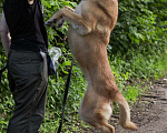 Собаки в Москве: Хана: звезда, которая ждет своего часа!  Девочка, Бесплатно - фото 10