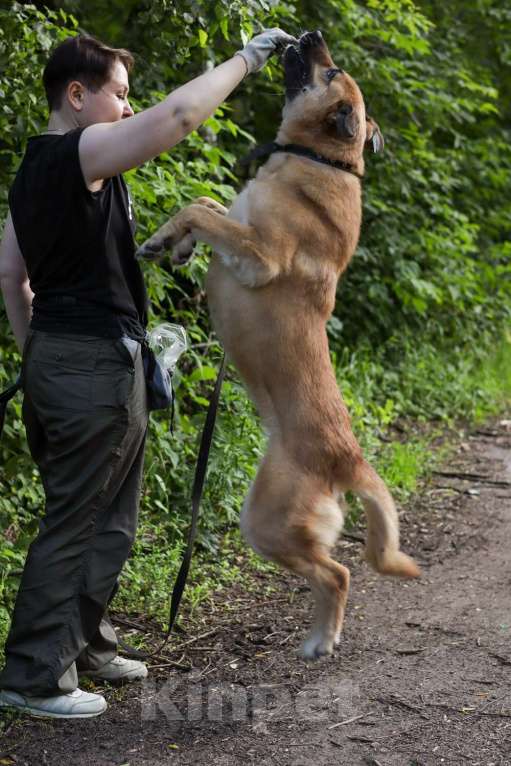 Собаки в Москве: Хана: звезда, которая ждет своего часа!  Девочка, Бесплатно - фото 10