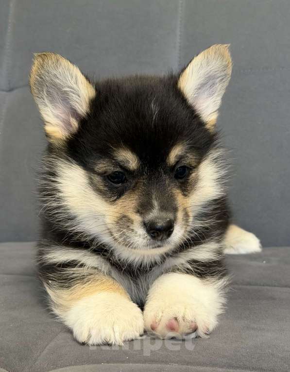 Собаки в Санкт-Петербурге: Мальчик вельш корги пемброк Мальчик, 50 000 руб. - фото 3