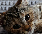 Кошки в Шатуре: Котенок в добрые руки Девочка, Бесплатно - фото 1