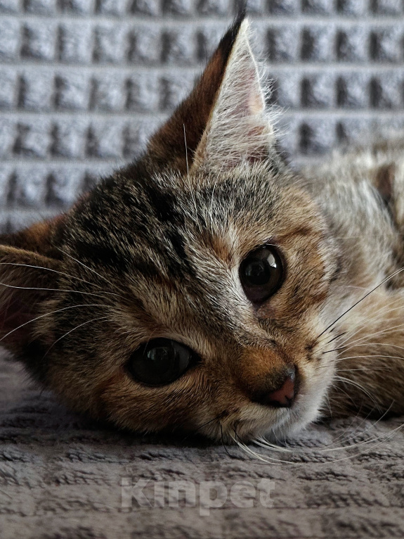 Кошки в Шатуре: Котенок в добрые руки Девочка, Бесплатно - фото 1