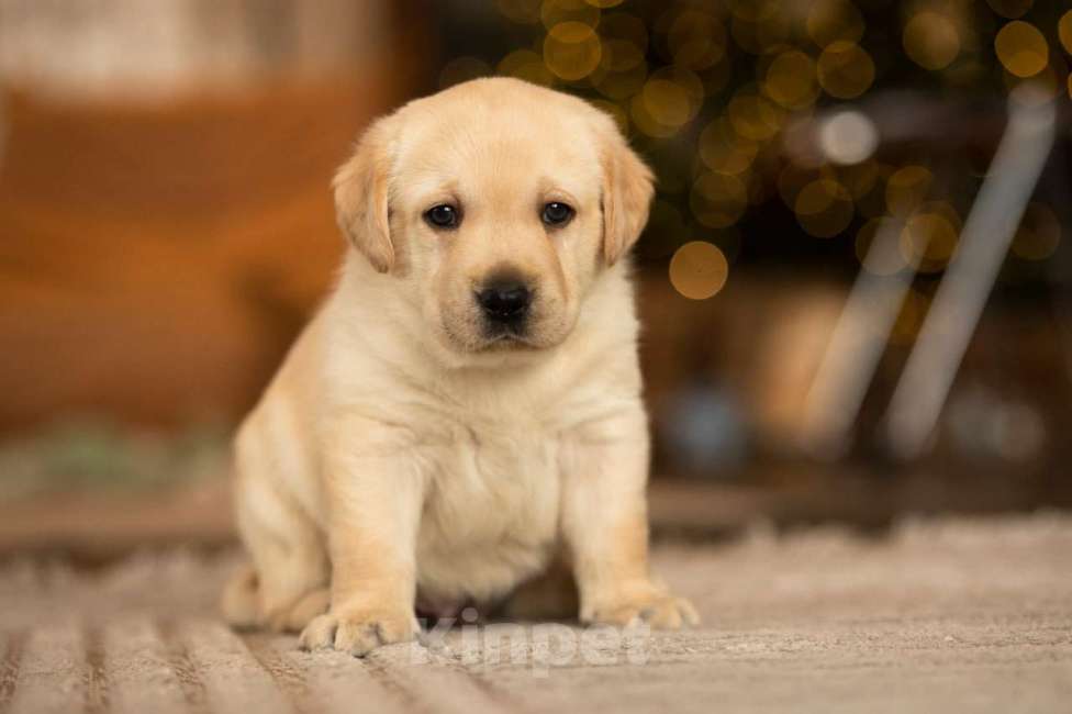 Собаки в Санкт-Петербурге: IRISLAV CREATIVE Мальчик, 140 000 руб. - фото 4