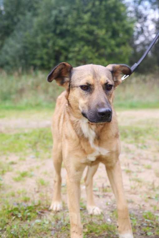 Собаки в Москве: Яся Девочка, Бесплатно - фото 21