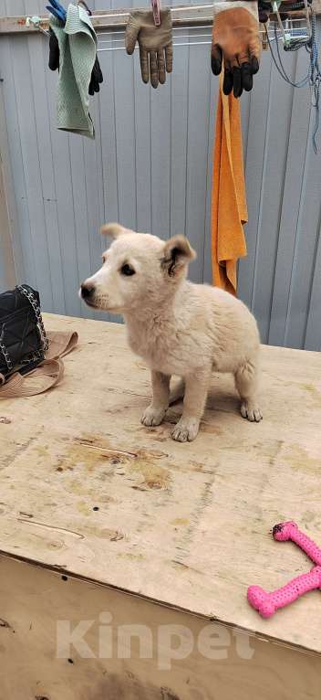 Собаки в других городах Ростовской области: Щенки в добрые руки Мальчик, Бесплатно - фото 10