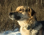 Собаки в Москве: В добрые руки  Мальчик, Бесплатно - фото 7