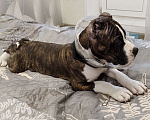Собаки в Туле: Щенок Амстаффа Мальчик, 25 000 руб. - фото 3