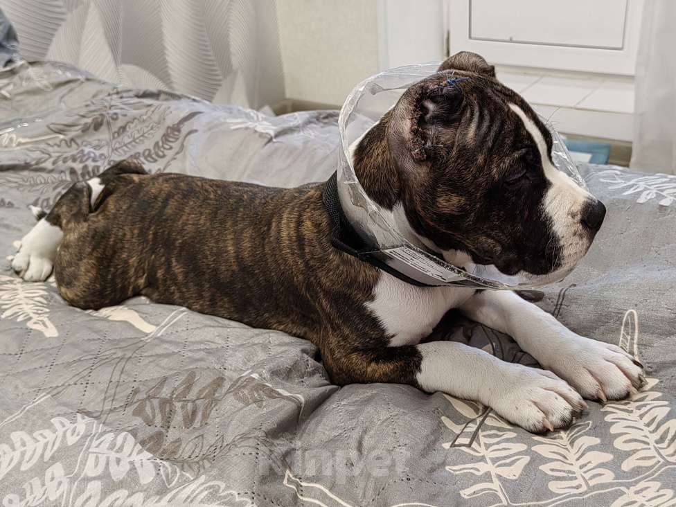 Собаки в Туле: Щенок Амстаффа Мальчик, 25 000 руб. - фото 3